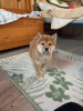 Photo №1. shiba inu - for sale in the city of Никосия | negotiated | Announcement № 88135
