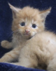 Photo №4. I will sell maine coon in the city of Москва.  - price - 800$