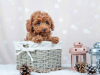 Photo №3. Toy Poodle Red Brown puppies. Germany