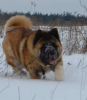 Additional photos: american akita