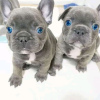 Photo №1. french bulldog - for sale in the city of Bielefeld | 370$ | Announcement № 66237