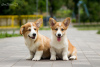 Photo №4. I will sell welsh corgi in the city of Mariupol. breeder - price - negotiated