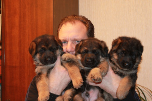Photo №3. German shepherd puppy. Russian Federation