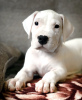 Photo №2 to announcement № 8710 for the sale of dogo argentino - buy in Russian Federation breeder