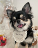 Photo №1. chihuahua - for sale in the city of Texas City | 250$ | Announcement № 124468