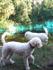 Photo №1. lagotto romagnolo - for sale in the city of Włocławek | 845$ | Announcement № 125064