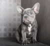 Photo №2 to announcement № 84370 for the sale of french bulldog - buy in United States private announcement