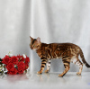 Photo №1. bengal cat - for sale in the city of Minsk | 189$ | Announcement № 120911