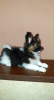 Photo №4. I will sell papillon dog in the city of Mogilyov. private announcement, breeder - price - 500$