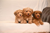 Photo №3. Havanese Bichon puppies. Serbia