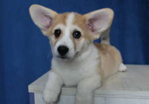 Photo №1. welsh corgi - for sale in the city of Pavlograd | 750$ | Announcement № 4566