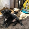 Photo №2 to announcement № 124982 for the sale of pug - buy in Germany private announcement