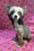 Photo №2 to announcement № 125180 for the sale of chinese crested dog - buy in Germany private announcement