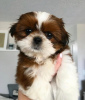 Photo №1. shih tzu - for sale in the city of Бреда | Is free | Announcement № 99906