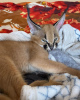 Photo №2 to announcement № 99640 for the sale of caracal - buy in Norway private announcement, from nursery, from the shelter, breeder
