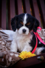 Photo №1. cavalier king charles spaniel - for sale in the city of Brest | negotiated | Announcement № 78548