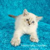 Photo №2 to announcement № 77385 for the sale of neva masquerade - buy in Belarus from nursery, breeder