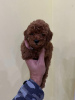 Photo №1. poodle (toy) - for sale in the city of Werbass | negotiated | Announcement № 82349