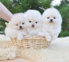 Photo №1. pomeranian - for sale in the city of New York | 280$ | Announcement № 101838