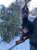 Photo №1. dobermann - for sale in the city of Dnipro | 1000$ | Announcement № 33535