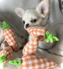 Photo №1. chihuahua - for sale in the city of New York | 300$ | Announcement № 103377