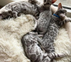 Photo №2 to announcement № 113453 for the sale of bengal cat - buy in United States breeder