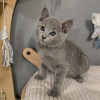 Photo №1. russian blue - for sale in the city of London | 264$ | Announcement № 121994