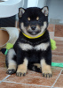 Additional photos: Shiba Inu puppies