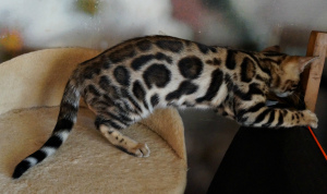 Additional photos: Leopard girl