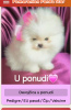 Photo №4. I will sell pomeranian in the city of Belgrade. breeder - price - negotiated