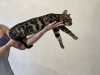 Photo №2 to announcement № 78049 for the sale of bengal cat - buy in Finland private announcement, from nursery, breeder