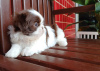 Photo №1. shih tzu - for sale in the city of Eagle Pass | 400$ | Announcement № 100398