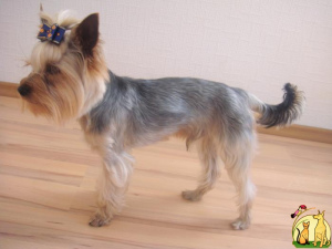 Photo №1. Mating service - breed: yorkshire terrier. Price - 255$