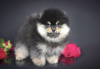 Photo №2 to announcement № 7849 for the sale of pomeranian - buy in Russian Federation from nursery