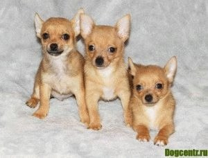 Photo №1. chihuahua - for sale in the city of Helsinki | negotiated | Announcement № 4018