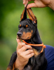 Photo №1. dobermann - for sale in the city of Belgrade | negotiated | Announcement № 106872