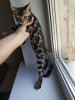 Photo №1. bengal cat - for sale in the city of Minsk | 400$ | Announcement № 24038