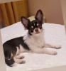 Photo №2 to announcement № 104923 for the sale of chihuahua - buy in Germany breeder