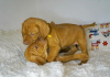 Photo №3. The puppies of Hungerian Vizsla. Belarus