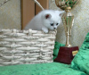 Photo №1. british shorthair - for sale in the city of Mogilyov | 360$ | Announcement № 9067