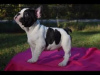 Photo №3. French Bulldog puppies ready for adoption. United Kingdom