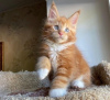 Photo №1. maine coon - for sale in the city of Berlin | negotiated | Announcement № 74516