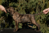 Photo №2 to announcement № 23882 for the sale of cane corso - buy in Russian Federation from nursery, breeder