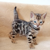 Photo №1. bengal cat - for sale in the city of Belgrade | negotiated | Announcement № 126294