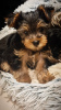 Photo №3. Yorkshire Terrier puppies. Poland