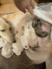 Additional photos: Saluki puppies, females and males