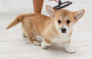 Photo №2 to announcement № 5583 for the sale of welsh corgi - buy in Russian Federation from nursery, breeder
