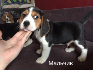 Additional photos: Looking for a new family 2 puppy beagle. Boy and girl Accustomed to going to the