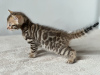 Additional photos: Bengal kittens