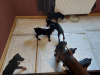 Additional photos: Purebred Doberman puppies for sale 2 months old.